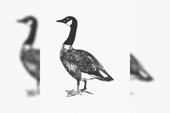 Canada Goose Branta Canadensis: A Review